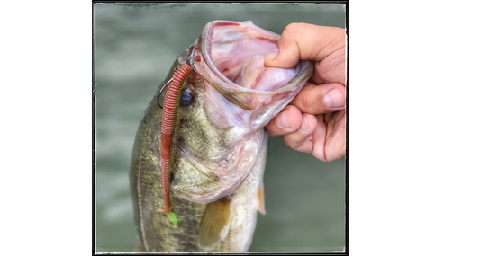 Chris has been using the Shark Tail worm with great success. The action of the Shark Tail is very lifelike! Try it for yourself!