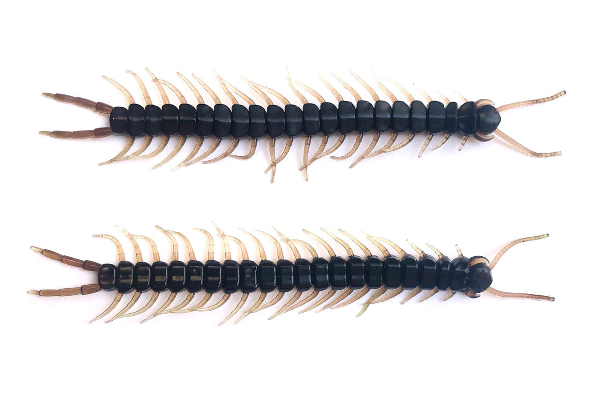 Centipede 5.8" Maple Syrup 8PK
