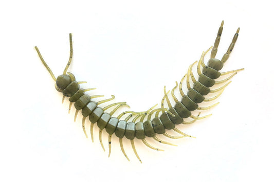 Centipede 5.8" Green Pumpkin 8PK