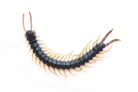 Centipede 5.8" Maple Syrup 8PK